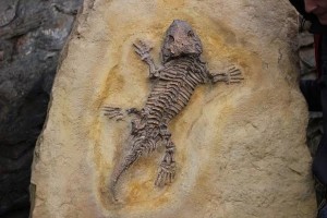 fossil