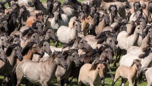 horse stampede