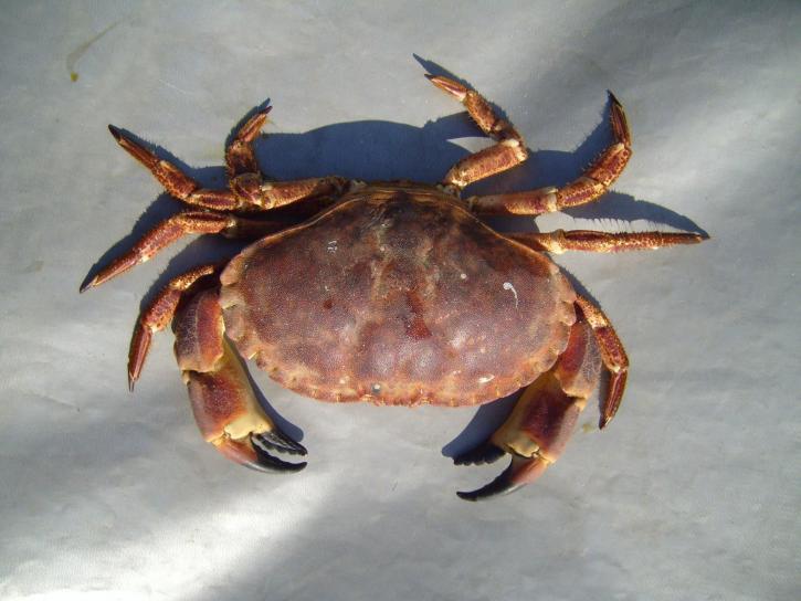 Earth Crab