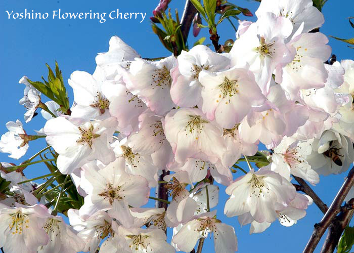 yoshino flowering cherry
