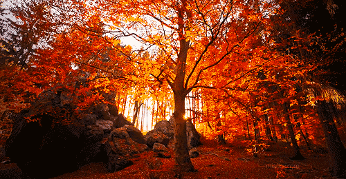 Tuyển tập những hình ảnh động đẹp về mùa thu