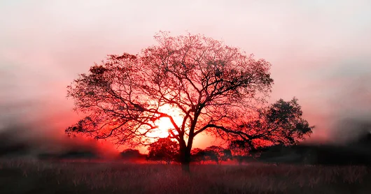 Tree Orange At Sunset, Tree Alone in a Field, Nuts to take a Stand.