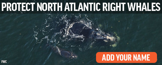 Protect North Atlantic right whales -- ADD YOUR NAME NOW