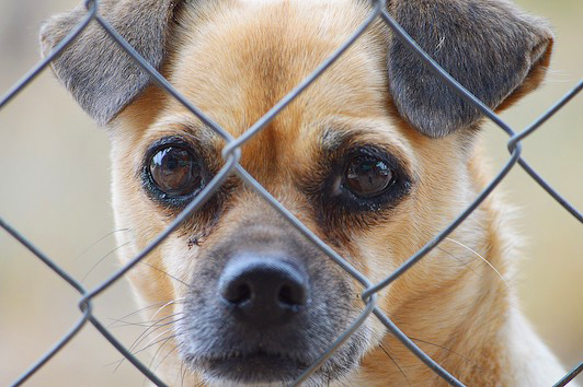 Image of sad dog behind fence