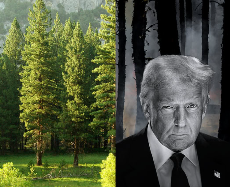 Image of green forest next to image of trump in front of dark forest landscape.