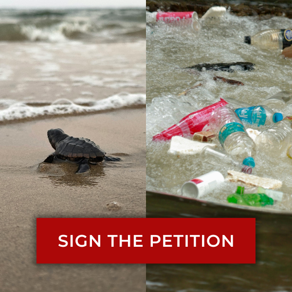 Split image with a photo of a baby sea turtle looking towards the ocean shore on the left and a photo of consumer plastic pollution in moving water on the right. A button below reads: SIGN THE PETITION.