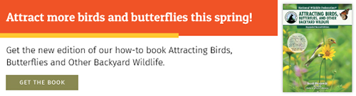 Attract more birds and butterflied this spring!