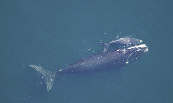 North Atlantic Right Whale and Calf (c) (NOAA), U.S. Department of Commerce