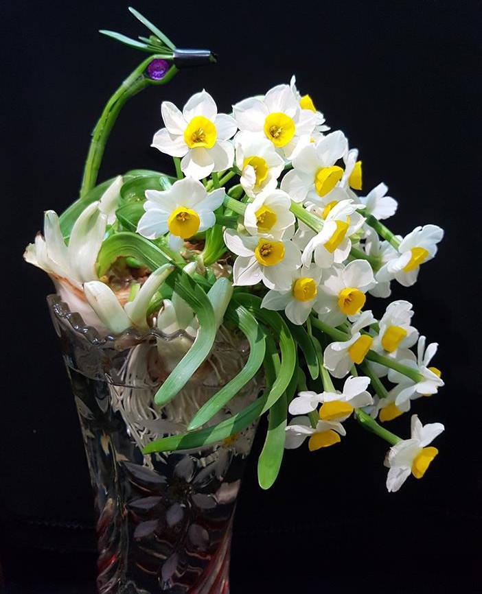 Hoa thuỷ tiên - loại hoa đẹp tinh tế không thể thiếu trong trang trí nhà  mỗi dịp Tết đến Xuân về