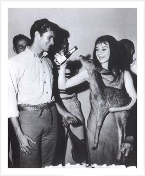 Vintage Hollywood Audrey Hepburn Deer