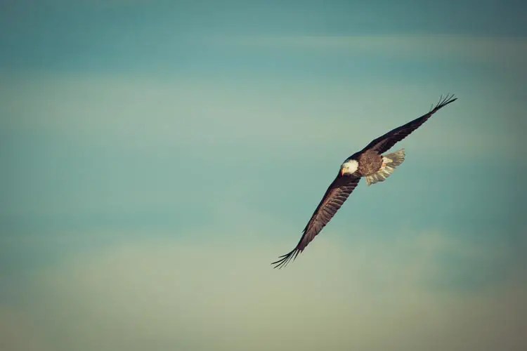 Short Inspiration story- soar life a eagle