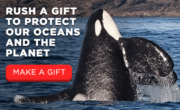 Rush a gift to protect our oceans and the planet. Make a Gift
