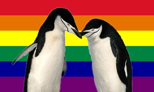 penguin