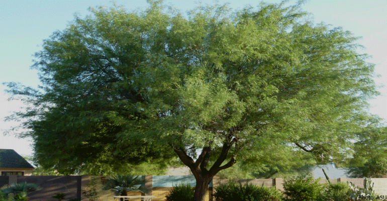 Image result for little trees that become big trees