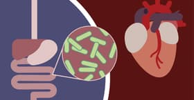 New research has homed in on the bacterial gene responsible for metabolizing cholesterol, although the exact gut microbiome microbe doing this in humans is still unknown