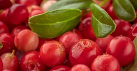 The lingonberry is native to the boreal forest and Arctic tundra throughout the Northern Hemisphere, from Eurasia to North America