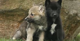 Scientists were left with goosebumps after making the unexpected discovery that some wolf puppies can naturally fetch an object