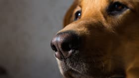 Dogs are particularly good at detecting disease with their keen sense of smell