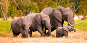 Dites au Japon: fermez le commerce d'ivoire