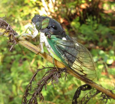Cicada Photo