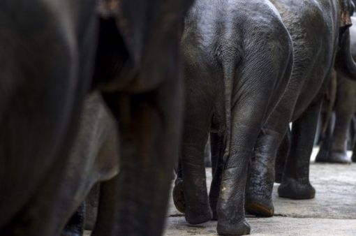 Un parc pour accueillir les éléphants retraités des cirques