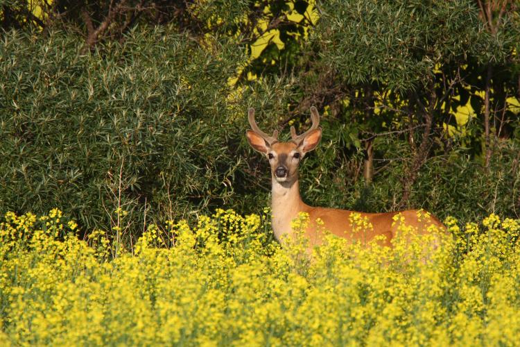 White-tailed deer buck near a canola field.