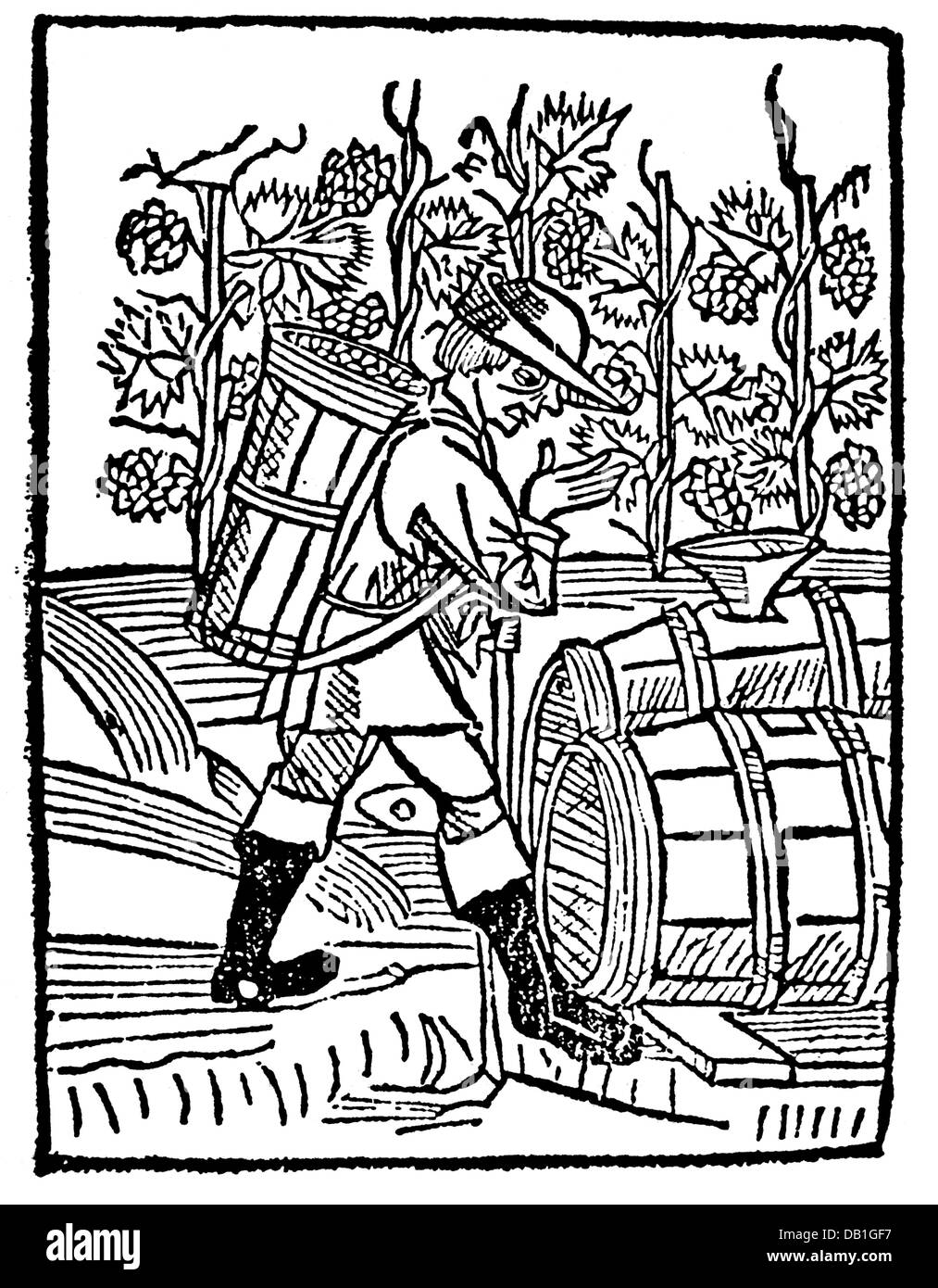 agriculture, viticulture, grape gathering, wine-grower with basket ...