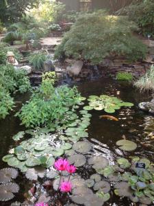 What do I need to do to my Pond in the Fall & Winter? I get this question a LOT at Carters Nursery Pond & Patio this time of the year!