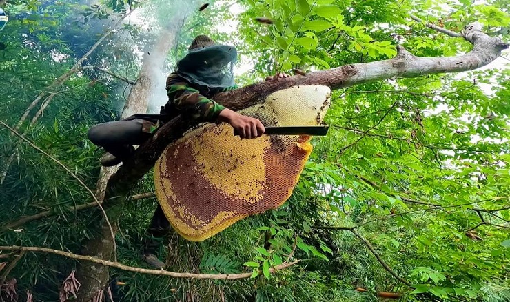 Săn loại ong khổng lồ chỉ có trong rừng già, “dị nhân” kiếm tiền triệu mỗi ngày - 4