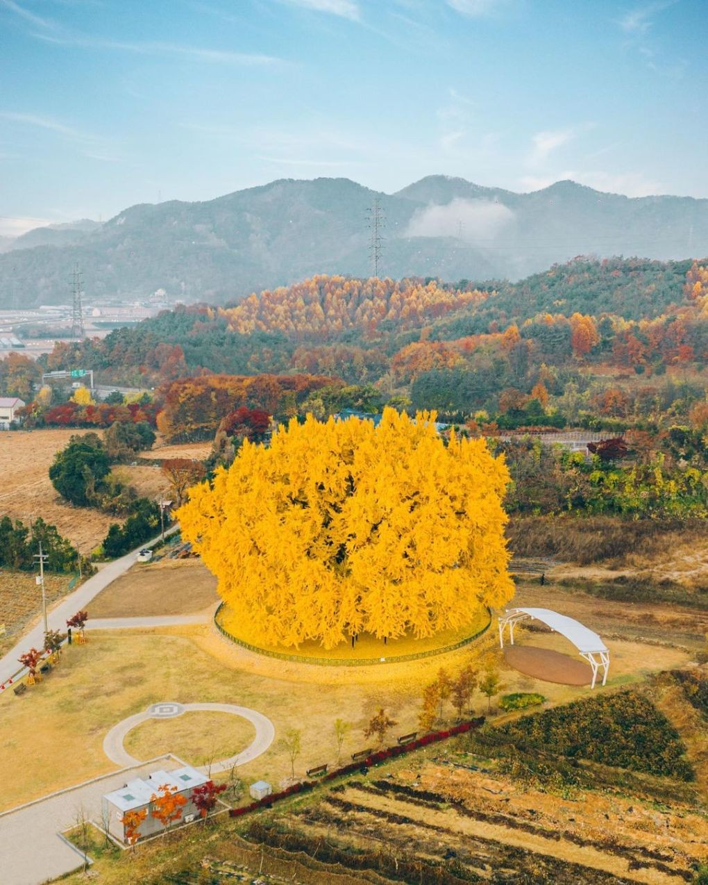 Cây ngân hạnh khổng lồ ở thành phố Wonju, tỉnh Gangwon là một trong những điểm ngắm cảnh nổi tiếng nhất Hàn Quốc vào mùa thu hàng năm. Với ước tính khoảng 800-1.000 năm tuổi, nó được ví như hóa thạch sống của xứ sở kim chi. Nhìn từ trên cao, cây nổi bật trước rừng lá phong phía sau, tựa quả cầu vàng rực rỡ. (Nguồn: Instagram im0gil)
