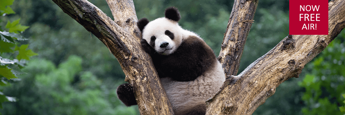 Giant Panda Hugging Tree Sichuan
