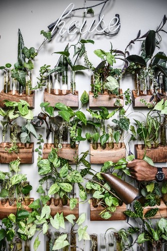 The Beginner’s Guide to Propagating Houseplants