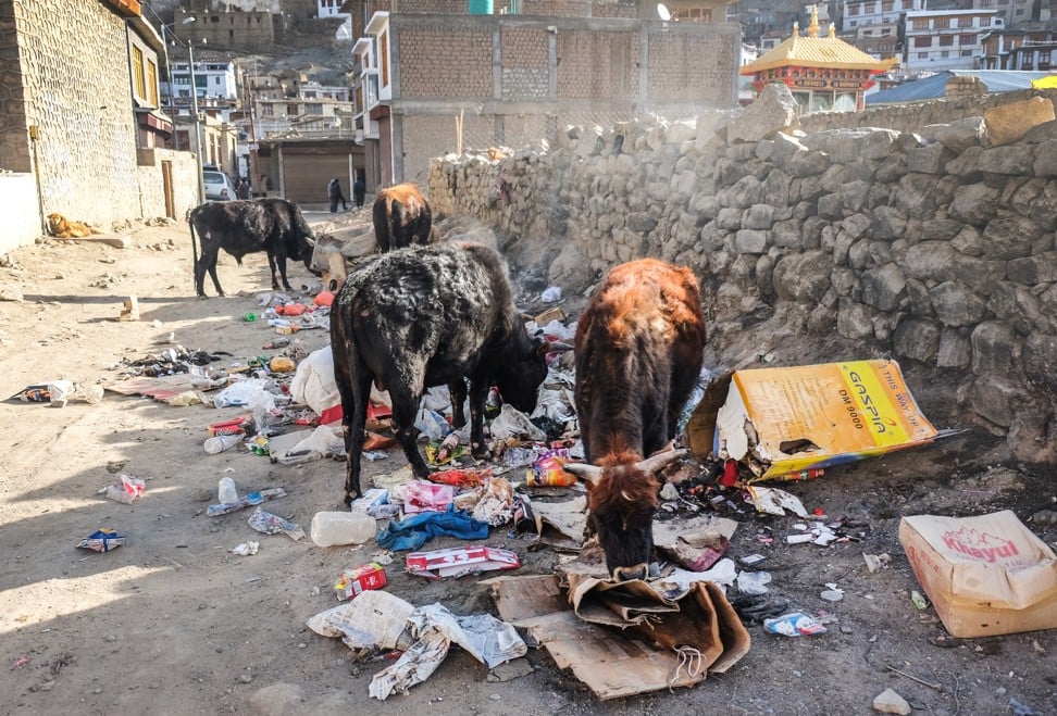 Feral cattle graze on rubbish left on the street. Photo: Shutterstock