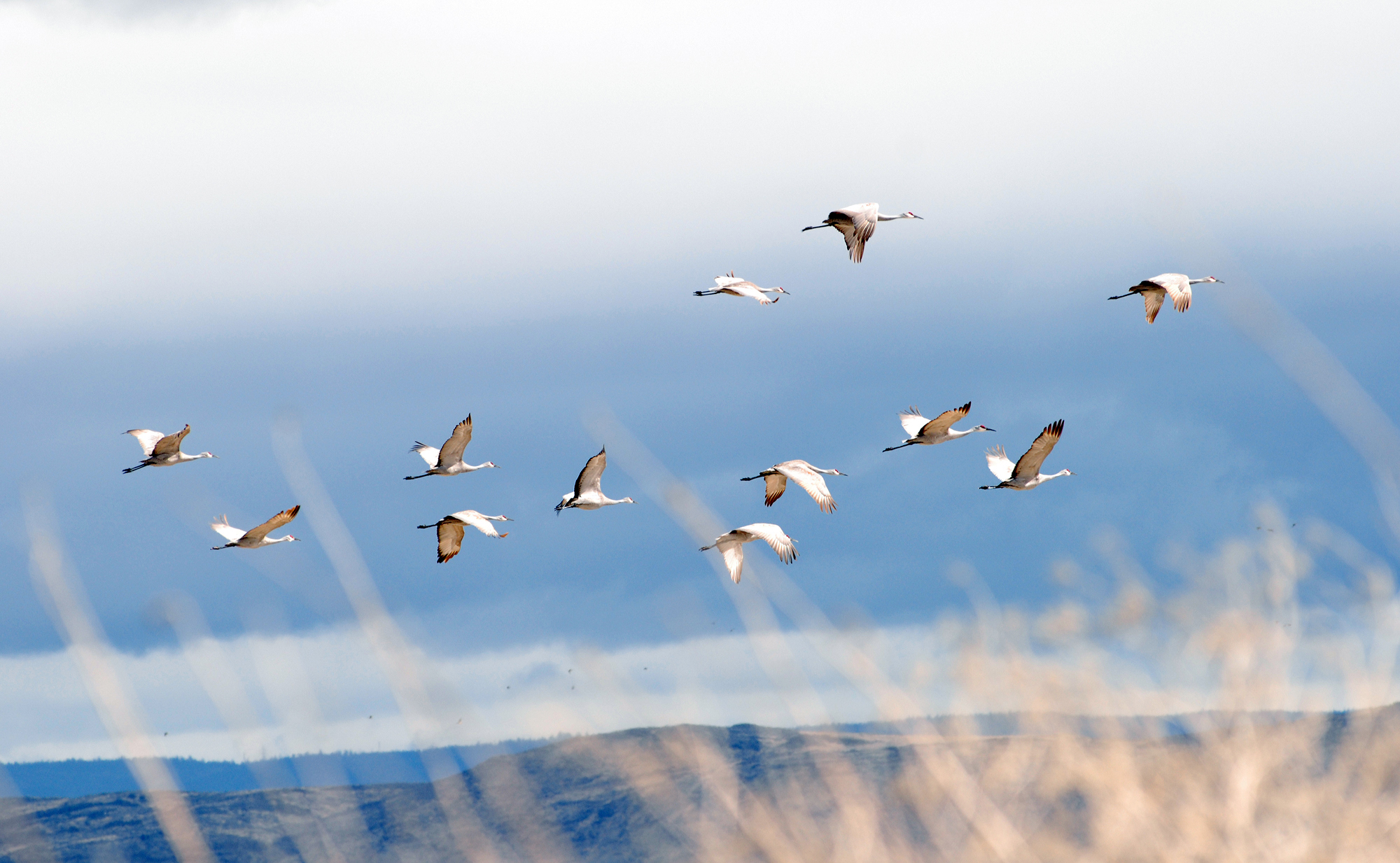Building California: How will the infrastructure deal affect
development, wildlife? Building California: How will the infrastructure deal affect development,
wildlife?