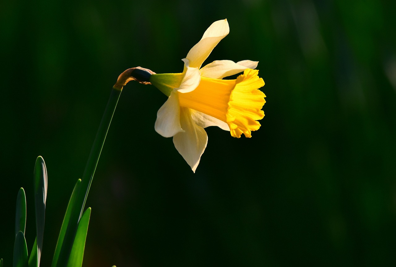 Hoa Thủy Tiên Vàng Mùa Xuân - Ảnh miễn phí trên Pixabay