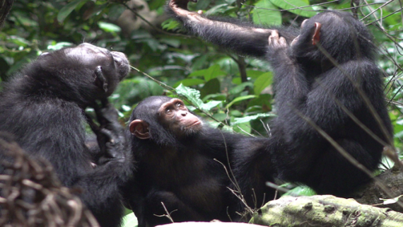 Amazing video shows a mom chimp medicating her child's wound with insects