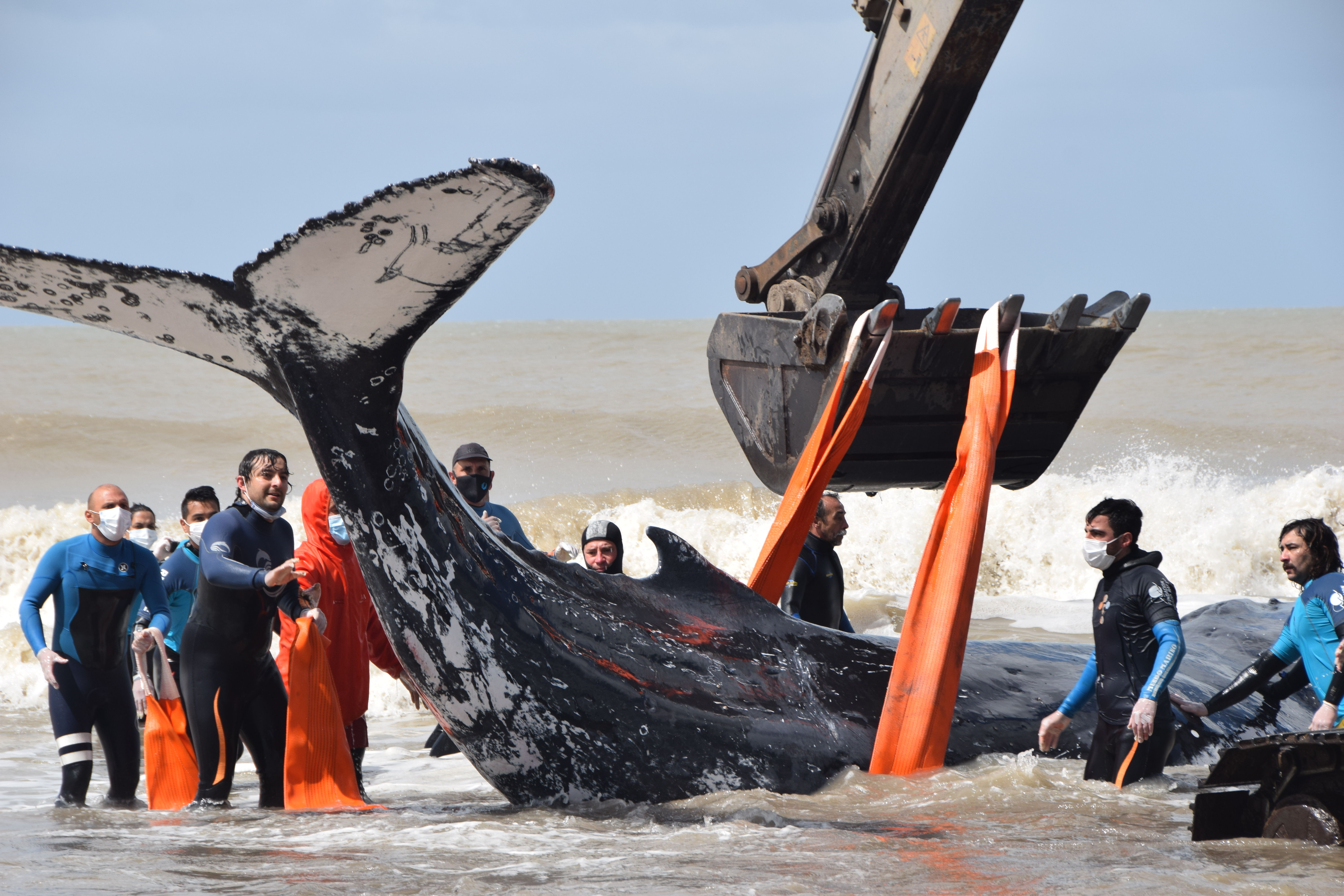 Ballena jorobada varada el día domingo 3 de octubre.