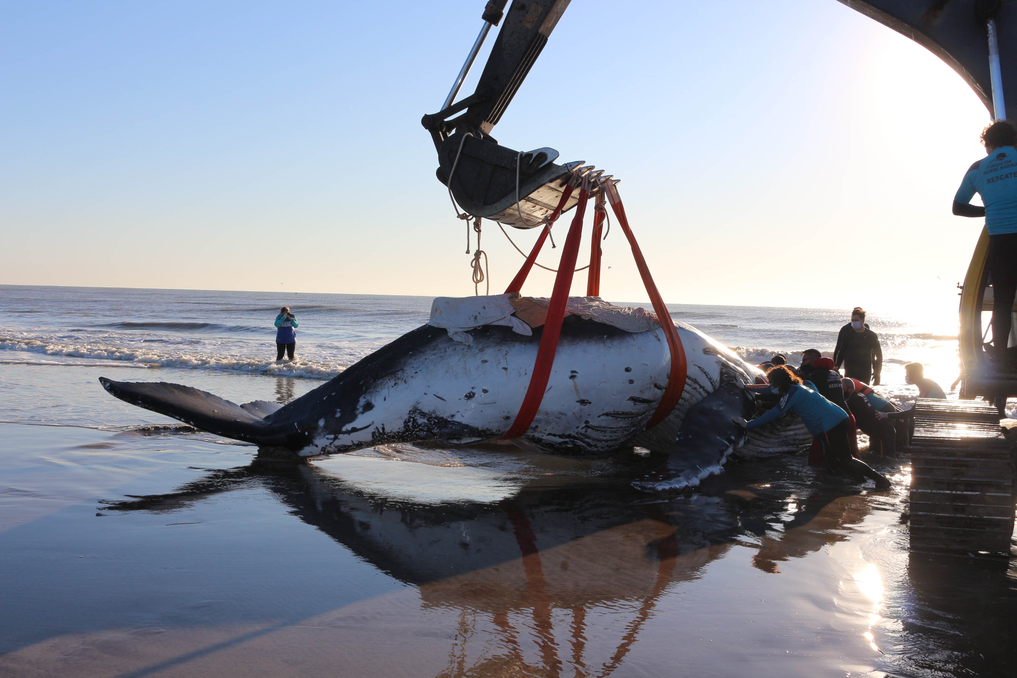 Intentos por reintroducir a la segunda ballena encallada