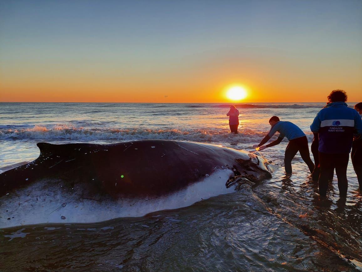 Rescatistas llegan para asistir a la segunda ballena encallada