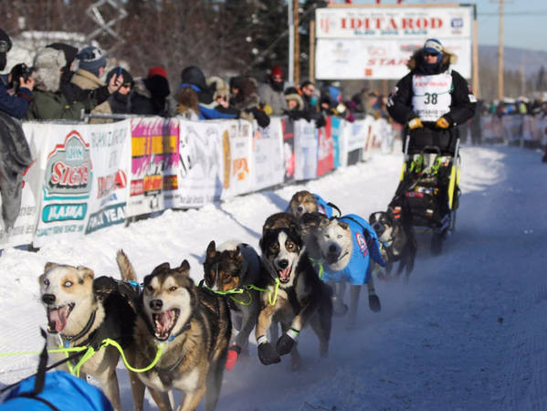 Nếu bạn đến Alaska vào tháng 3, chớ bỏ lỡ cuộc đua chó săn Iditarod Trail Sled Dog Race. Lễ khai mạc diễn ra vào tháng Ba ở thành phố Anchorage.