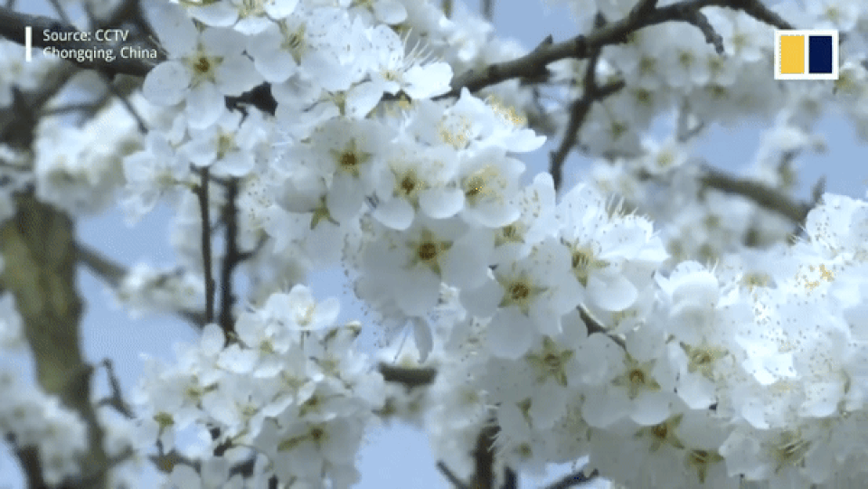 700.000 cây anh đào nở hoa đồng loạt giữa thời điểm dịch bệnh hoành hành |  Báo Dân trí
