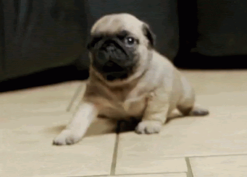 Pug Cute Attack GIF