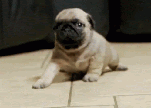 Pug Cute Attack GIF Pug Cute Attack GIF