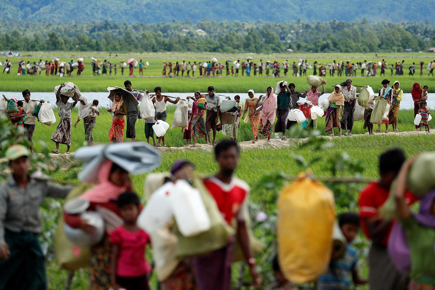 Rohingya refugees walk through rice fields after crossing the border from Burma into Palang Khali, near Cox’s Bazar, Bangladesh, October 19, 2017.