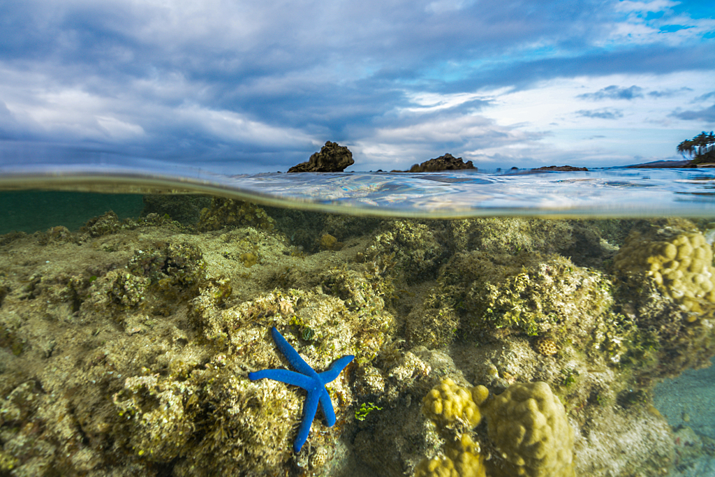 El planeta alcanza el primer punto de no retorno: los arrecifes de coral de aguas cálidas, condenados a una mortalidad masiva