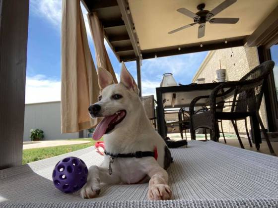 White Dog Relaxing on Patio