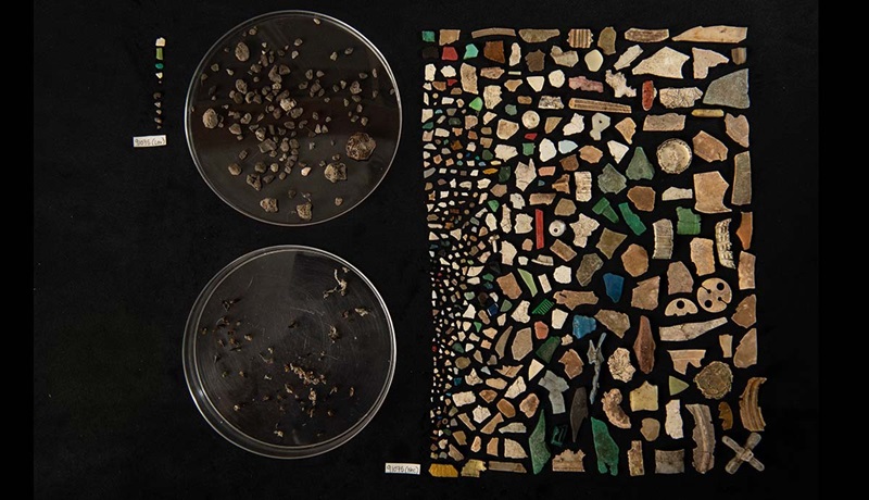 Ingestão de plástico está provocando danos celulares e cerebrais em filhotes de aves marinhas