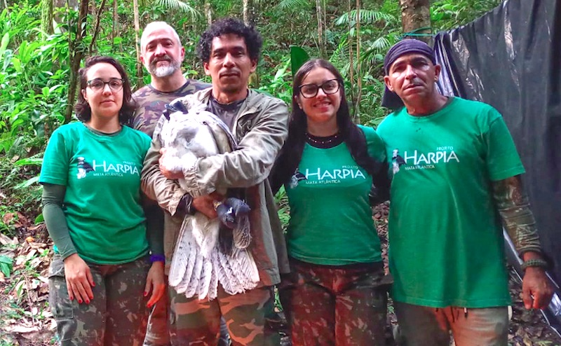 Pela primeira vez, filhote de harpia, maior águia do Brasil, recebe rádio transmissor para monitoramento