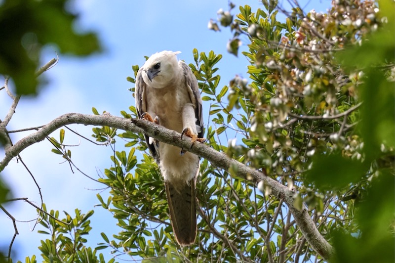 Pela primeira vez, filhote de harpia, maior águia do Brasil, recebe rádio transmissor para monitoramento