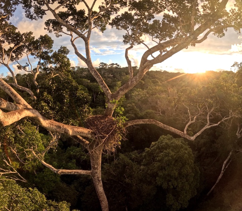 Pela primeira vez, filhote de harpia, maior águia do Brasil, recebe rádio transmissor para monitoramento